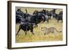 Cheetah (Acinonyx Jubatus) Chasing Wildebeests, Tanzania-null-Framed Photographic Print