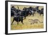 Cheetah (Acinonyx Jubatus) Chasing Wildebeests, Tanzania-null-Framed Photographic Print