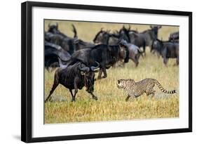 Cheetah (Acinonyx Jubatus) Chasing Wildebeests, Tanzania-null-Framed Photographic Print