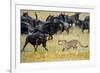 Cheetah (Acinonyx Jubatus) Chasing Wildebeests, Tanzania-null-Framed Photographic Print