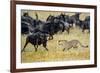 Cheetah (Acinonyx Jubatus) Chasing Wildebeests, Tanzania-null-Framed Photographic Print