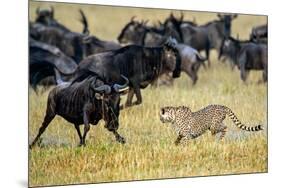 Cheetah (Acinonyx Jubatus) Chasing Wildebeests, Tanzania-null-Mounted Photographic Print