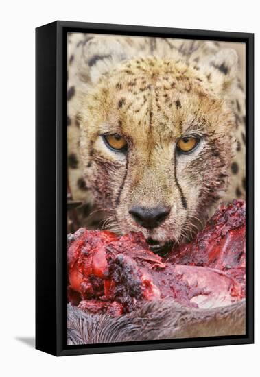 Cheetah (Acinonyx jubatus) close-up of adult, feeding, Kruger , South Africa-Andrew Forsyth-Framed Stretched Canvas