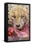 Cheetah (Acinonyx jubatus) close-up of adult, feeding, Kruger , South Africa-Andrew Forsyth-Framed Stretched Canvas