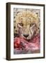 Cheetah (Acinonyx jubatus) close-up of adult, feeding, Kruger , South Africa-Andrew Forsyth-Framed Photographic Print