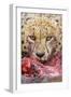 Cheetah (Acinonyx jubatus) close-up of adult, feeding, Kruger , South Africa-Andrew Forsyth-Framed Photographic Print