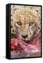 Cheetah (Acinonyx jubatus) close-up of adult, feeding, Kruger , South Africa-Andrew Forsyth-Framed Stretched Canvas