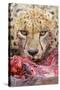 Cheetah (Acinonyx jubatus) close-up of adult, feeding, Kruger , South Africa-Andrew Forsyth-Stretched Canvas