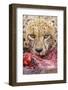 Cheetah (Acinonyx jubatus) close-up of adult, feeding, Kruger , South Africa-Andrew Forsyth-Framed Photographic Print