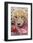 Cheetah (Acinonyx jubatus) close-up of adult, feeding, Kruger , South Africa-Andrew Forsyth-Framed Photographic Print