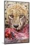 Cheetah (Acinonyx jubatus) close-up of adult, feeding, Kruger , South Africa-Andrew Forsyth-Mounted Photographic Print