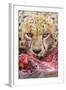 Cheetah (Acinonyx jubatus) close-up of adult, feeding, Kruger , South Africa-Andrew Forsyth-Framed Photographic Print