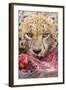 Cheetah (Acinonyx jubatus) close-up of adult, feeding, Kruger , South Africa-Andrew Forsyth-Framed Photographic Print