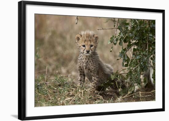 Cheetah (Acinonyx Jubatus) Cub About a Month Old-James Hager-Framed Photographic Print