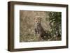 Cheetah (Acinonyx Jubatus) Cub About a Month Old-James Hager-Framed Photographic Print