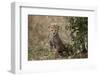 Cheetah (Acinonyx Jubatus) Cub About a Month Old-James Hager-Framed Photographic Print