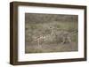 Cheetah (Acinonyx Jubatus) Cub Chasing a Baby Thomson's Gazelle (Gazella Thomsonii)-James Hager-Framed Photographic Print