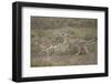 Cheetah (Acinonyx Jubatus) Cub Chasing a Baby Thomson's Gazelle (Gazella Thomsonii)-James Hager-Framed Photographic Print