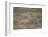 Cheetah (Acinonyx Jubatus) Cub Chasing a Baby Thomson's Gazelle (Gazella Thomsonii)-James Hager-Framed Photographic Print