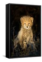 Cheetah (Acinonyx Jubatus) Cub in a Forest, Ndutu, Ngorongoro Conservation Area, Tanzania-null-Framed Stretched Canvas