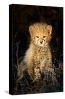 Cheetah (Acinonyx Jubatus) Cub in a Forest, Ndutu, Ngorongoro Conservation Area, Tanzania-null-Stretched Canvas