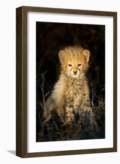 Cheetah (Acinonyx Jubatus) Cub in a Forest, Ndutu, Ngorongoro Conservation Area, Tanzania-null-Framed Photographic Print