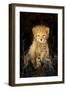 Cheetah (Acinonyx Jubatus) Cub in a Forest, Ndutu, Ngorongoro Conservation Area, Tanzania-null-Framed Photographic Print