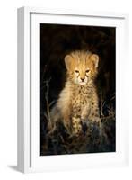 Cheetah (Acinonyx Jubatus) Cub in a Forest, Ndutu, Ngorongoro Conservation Area, Tanzania-null-Framed Photographic Print