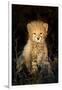 Cheetah (Acinonyx Jubatus) Cub in a Forest, Ndutu, Ngorongoro Conservation Area, Tanzania-null-Framed Photographic Print