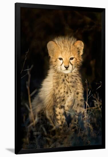 Cheetah (Acinonyx Jubatus) Cub in a Forest, Ndutu, Ngorongoro Conservation Area, Tanzania-null-Framed Photographic Print