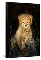 Cheetah (Acinonyx Jubatus) Cub in a Forest, Ndutu, Ngorongoro Conservation Area, Tanzania-null-Framed Stretched Canvas