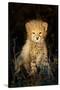 Cheetah (Acinonyx Jubatus) Cub in a Forest, Ndutu, Ngorongoro Conservation Area, Tanzania-null-Stretched Canvas