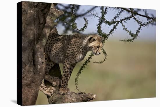 Cheetah (Acinonyx Jubatus) Cub in an Acacia Tree-James Hager-Stretched Canvas