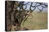 Cheetah (Acinonyx Jubatus) Cub in an Acacia Tree-James Hager-Stretched Canvas