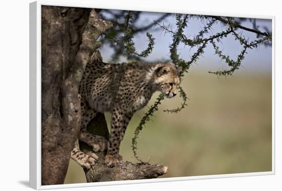 Cheetah (Acinonyx Jubatus) Cub in an Acacia Tree-James Hager-Framed Photographic Print