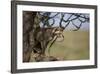 Cheetah (Acinonyx Jubatus) Cub in an Acacia Tree-James Hager-Framed Photographic Print