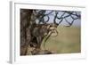 Cheetah (Acinonyx Jubatus) Cub in an Acacia Tree-James Hager-Framed Photographic Print