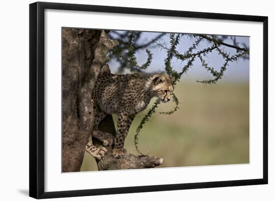 Cheetah (Acinonyx Jubatus) Cub in an Acacia Tree-James Hager-Framed Photographic Print