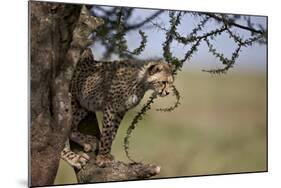 Cheetah (Acinonyx Jubatus) Cub in an Acacia Tree-James Hager-Mounted Photographic Print