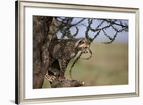 Cheetah (Acinonyx Jubatus) Cub in an Acacia Tree-James Hager-Framed Photographic Print