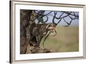 Cheetah (Acinonyx Jubatus) Cub in an Acacia Tree-James Hager-Framed Photographic Print