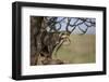 Cheetah (Acinonyx Jubatus) Cub in an Acacia Tree-James Hager-Framed Photographic Print