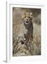 Cheetah (Acinonyx jubatus) cub, Kgalagadi Transfrontier Park, encompassing the former Kalahari Gems-James Hager-Framed Photographic Print