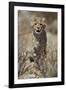 Cheetah (Acinonyx jubatus) cub, Kgalagadi Transfrontier Park, encompassing the former Kalahari Gems-James Hager-Framed Photographic Print