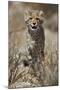 Cheetah (Acinonyx jubatus) cub, Kgalagadi Transfrontier Park, encompassing the former Kalahari Gems-James Hager-Mounted Photographic Print