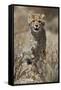 Cheetah (Acinonyx jubatus) cub, Kgalagadi Transfrontier Park, encompassing the former Kalahari Gems-James Hager-Framed Stretched Canvas