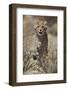 Cheetah (Acinonyx jubatus) cub, Kgalagadi Transfrontier Park, encompassing the former Kalahari Gems-James Hager-Framed Photographic Print