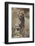 Cheetah (Acinonyx jubatus) cub, Kgalagadi Transfrontier Park, encompassing the former Kalahari Gems-James Hager-Framed Photographic Print