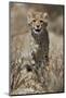 Cheetah (Acinonyx jubatus) cub, Kgalagadi Transfrontier Park, encompassing the former Kalahari Gems-James Hager-Mounted Photographic Print