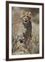 Cheetah (Acinonyx jubatus) cub, Kgalagadi Transfrontier Park, encompassing the former Kalahari Gems-James Hager-Framed Photographic Print